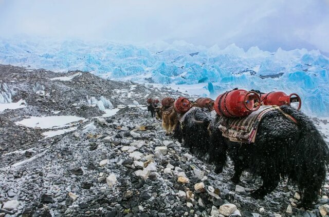 برترین عکس‌های محیط زیست ۲۰۲۲؛ عکاس ایرانی در بین برگزیدگان