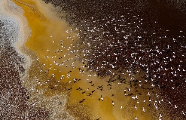 برترین عکس‌های محیط زیست ۲۰۲۲؛ عکاس ایرانی در بین برگزیدگان