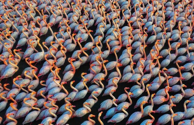 برترین عکس‌های محیط زیست ۲۰۲۲؛ عکاس ایرانی در بین برگزیدگان