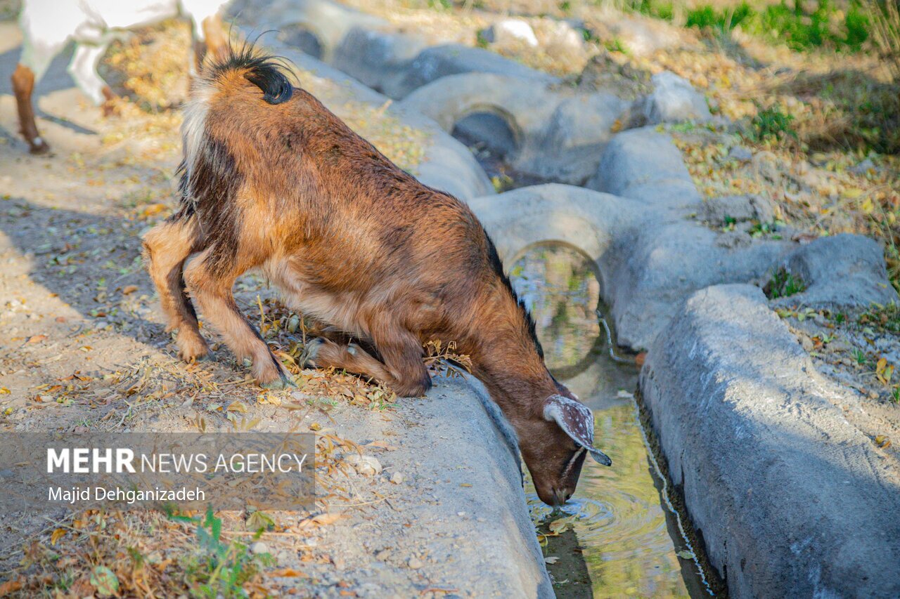تصاویر: حیات قنات‌ها در روستاهای یزد