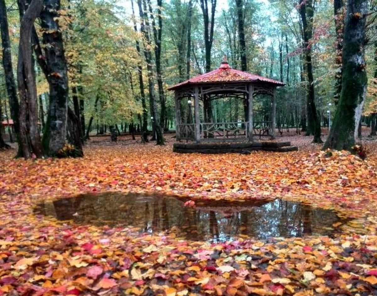 گونه های جانوری و گیاهی جنگل گیسوم