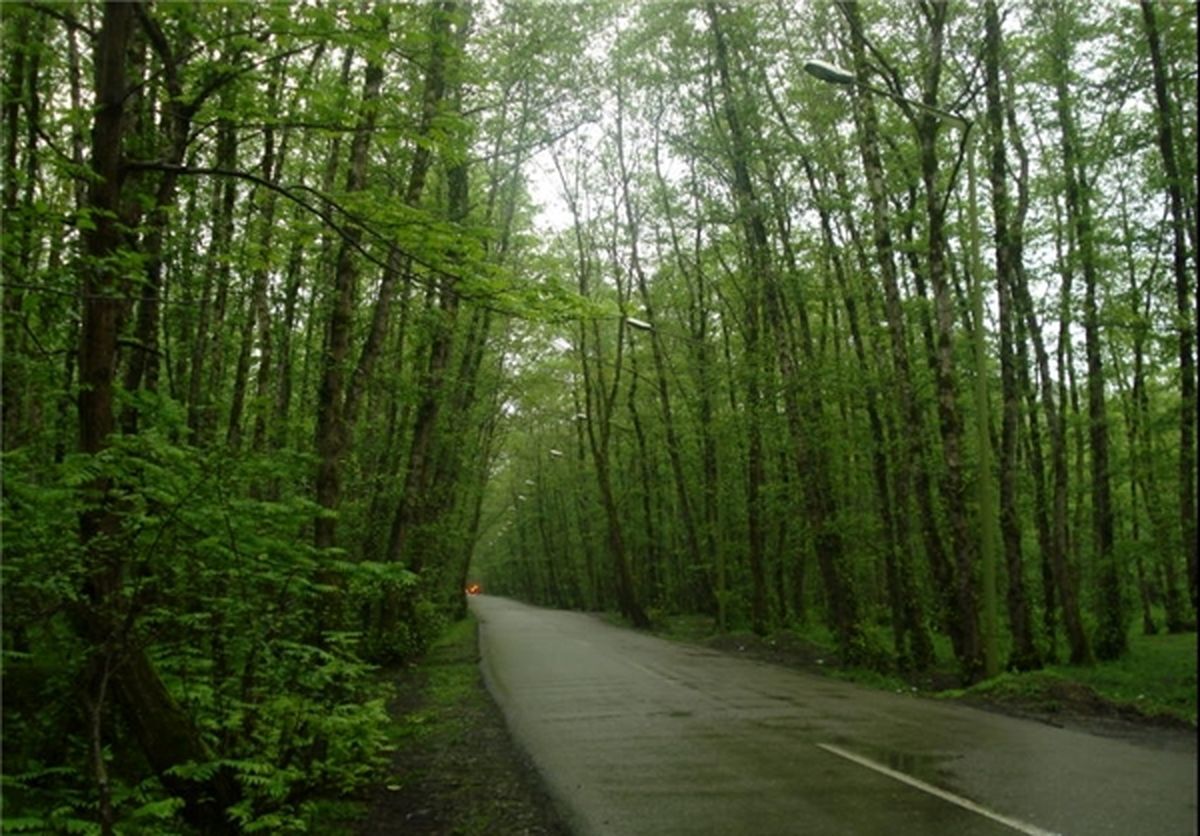 گونه های جانوری و گیاهی جنگل گیسوم