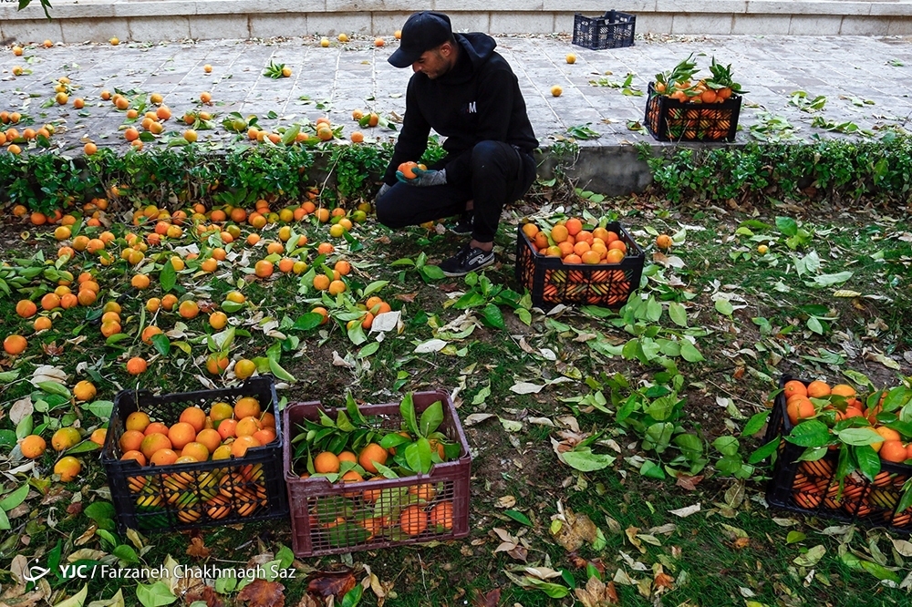 تصاویر: نارنج چینی در باغ ارم شیراز