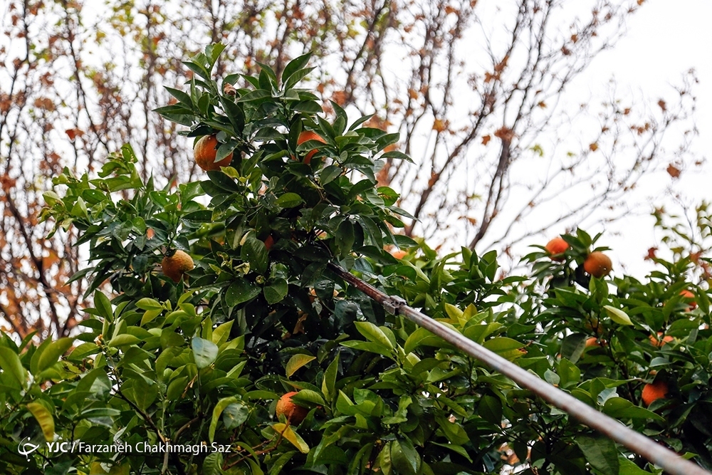 تصاویر: نارنج چینی در باغ ارم شیراز