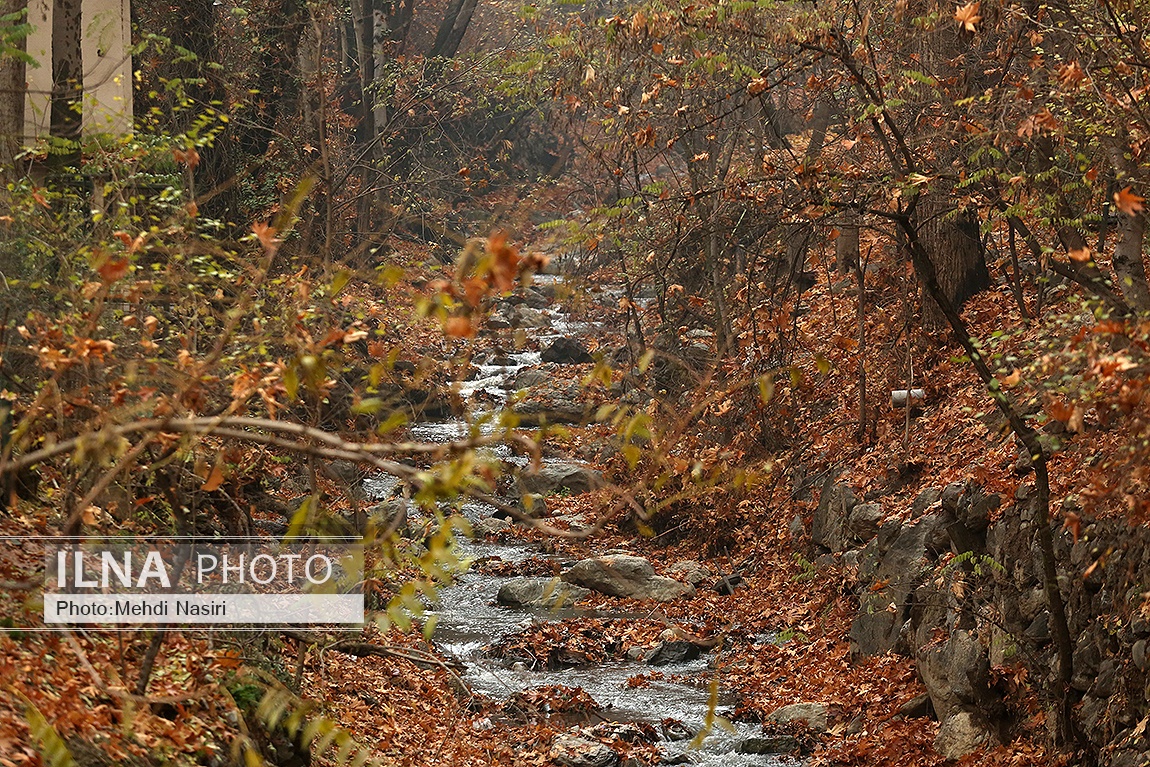 تصاویر: پاییز در سعدآباد
