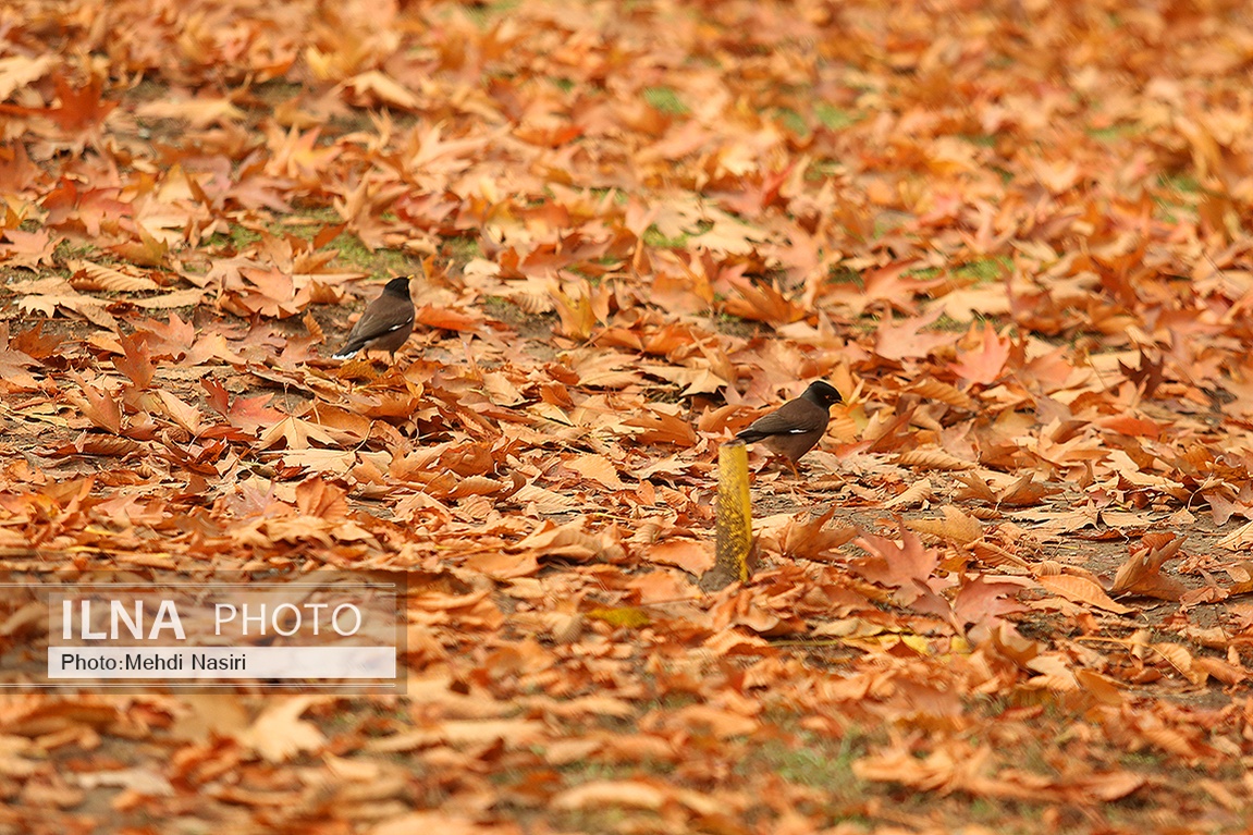 تصاویر: پاییز در سعدآباد