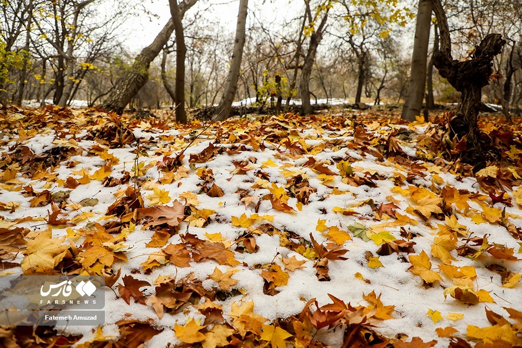 تصاویر: برگ‌ریزان پاییز