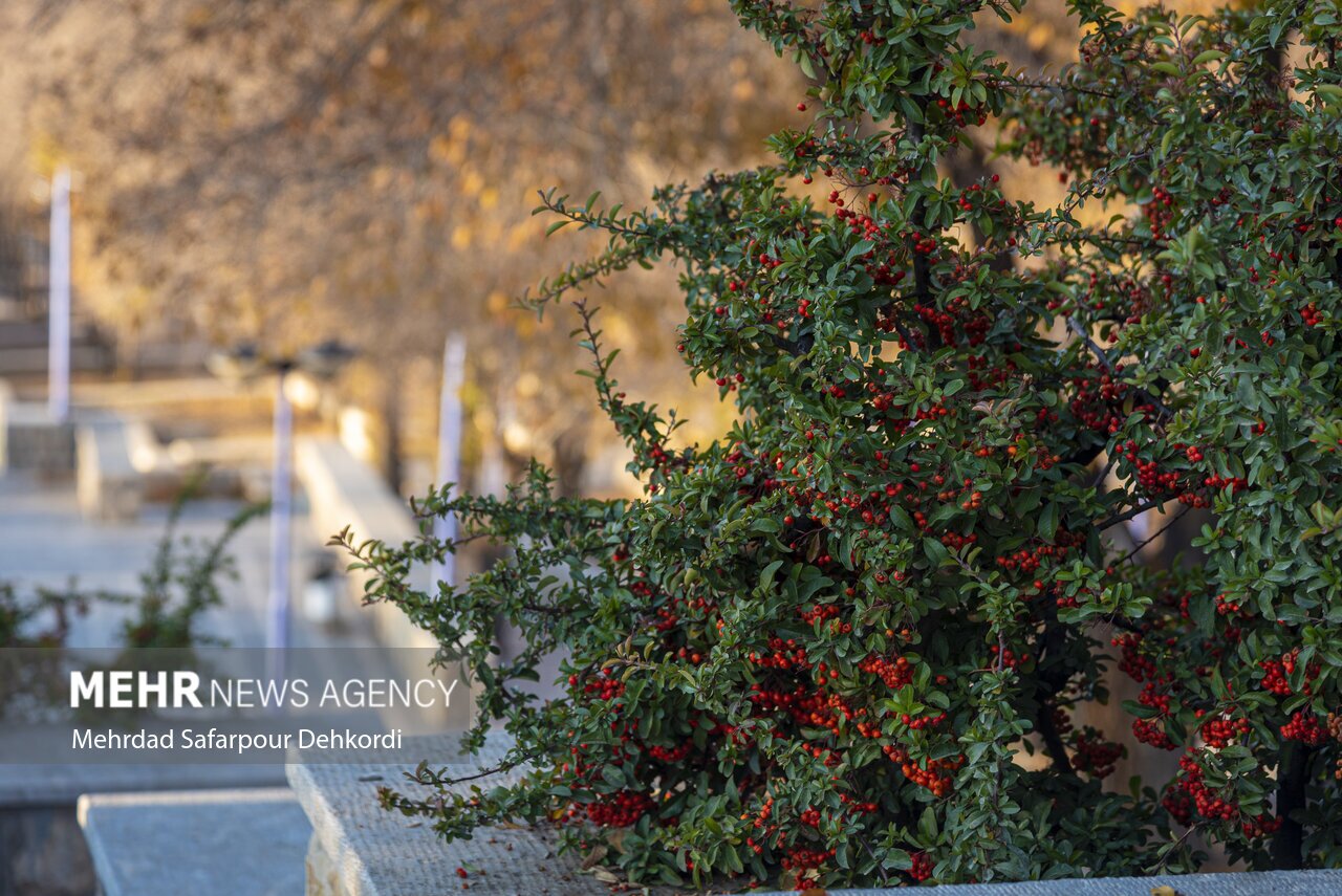 تصاویر: طبیعت پاییزی پارک ملت شهرکرد