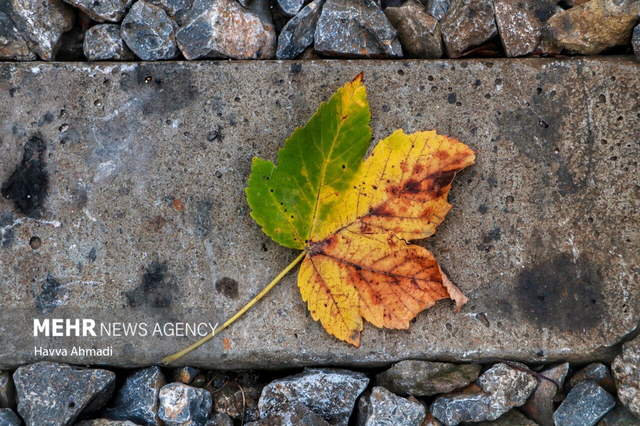 تصاویر: ریل گردی؛ پاییز راه آهن شمال