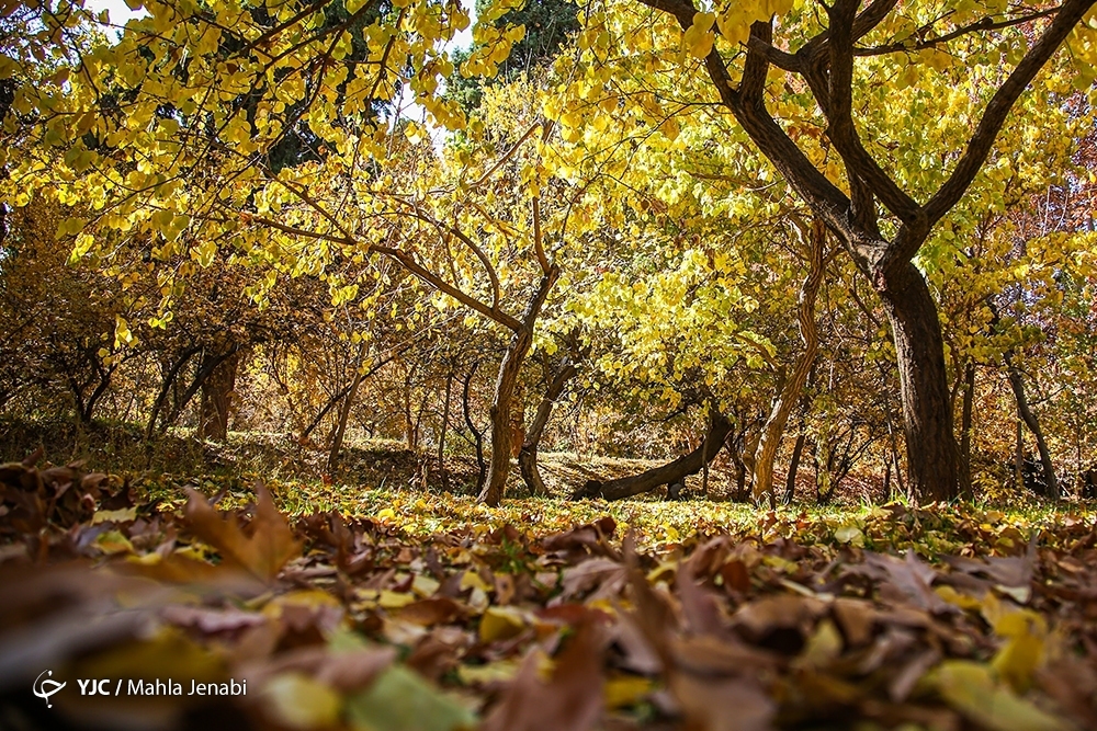 تصاویر: طبیعت پاییزی باغ شاهزاده ماهان کرمان