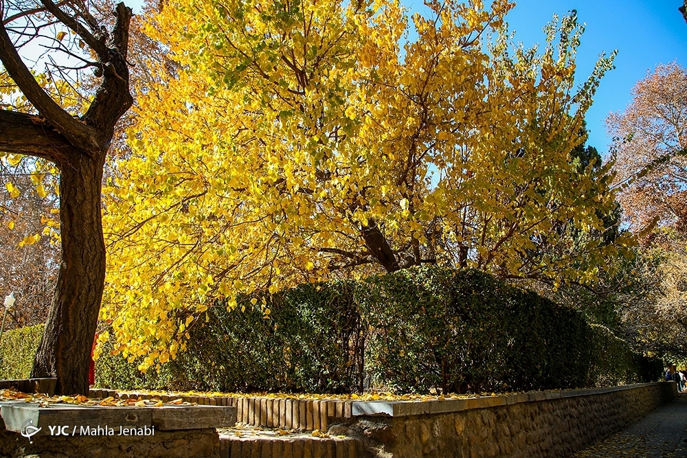 تصاویر: طبیعت پاییزی باغ شاهزاده ماهان کرمان
