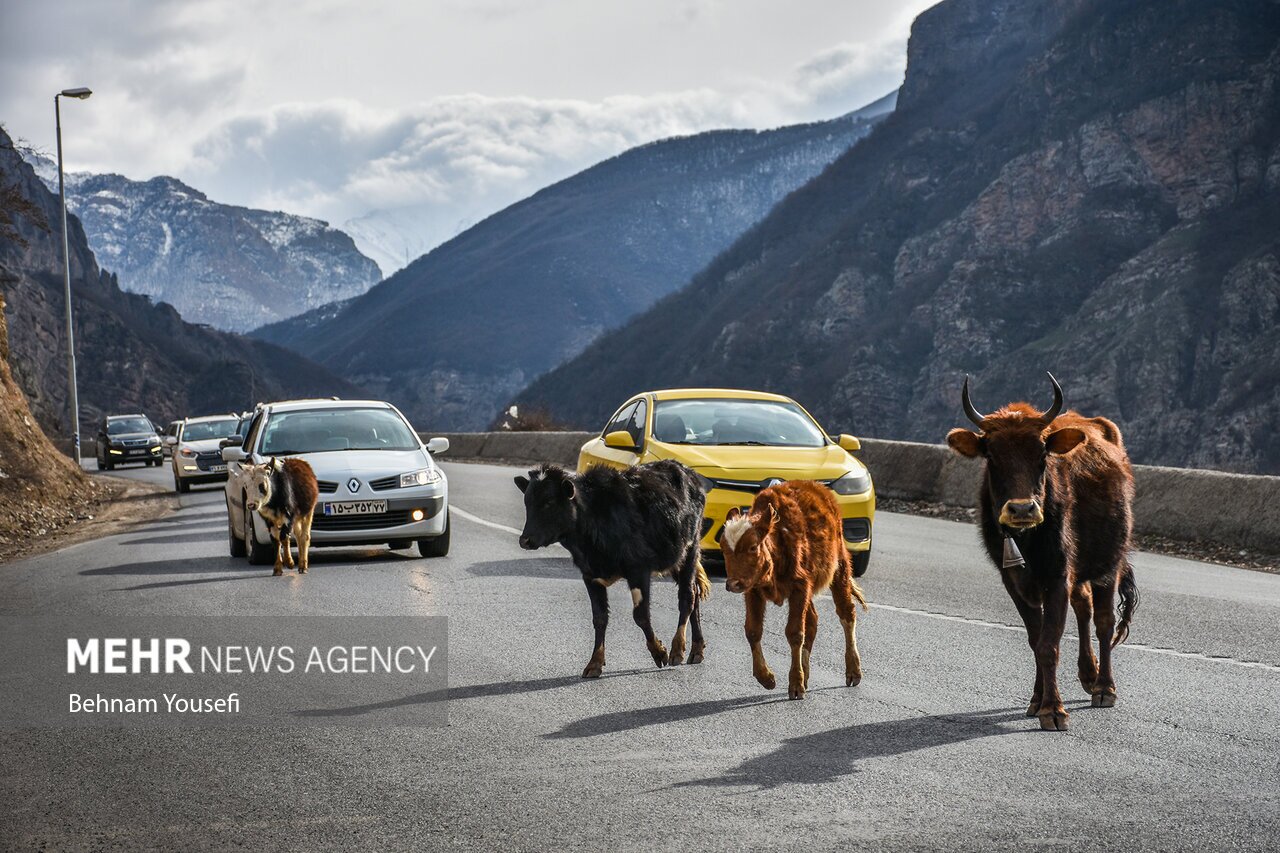 تصاویر: زیبایی جاده چالوس در اواخر پاییز