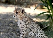 ویدیو / تصاویری از ۲۳۴ امین روز زندگی پیروز