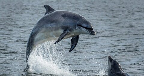 پژوهشگران: دلفین‌ها هم احتمالاً به بیماری آلزایمر مبتلا می‌شوند