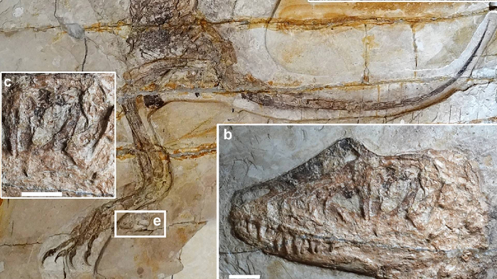کشف یک دایناسور ۱۲۰ میلیون ساله با قورباغه‌ای در شکمش