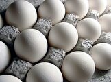 قیمت هر شانه تخم‌مرغ بالای ۱۰۰ هزار تومان