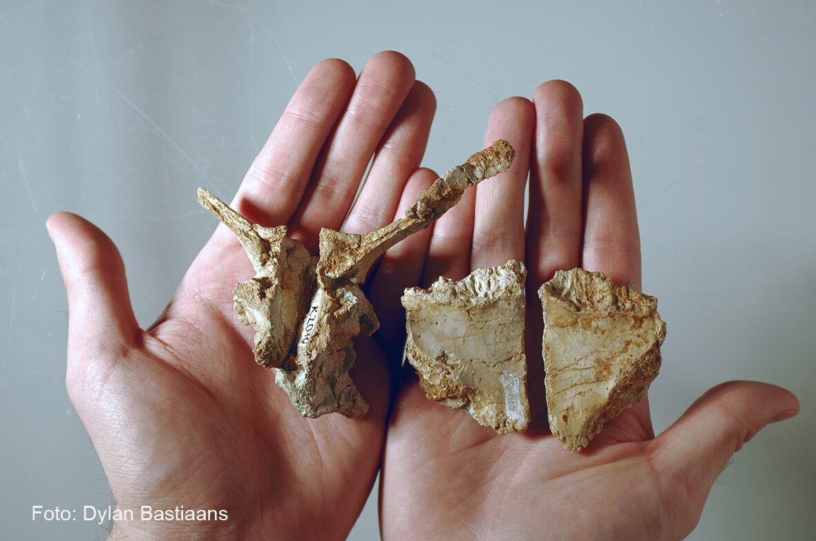 محققان گونه جدیدی از دایناسورها را در رومانی کشف کردند