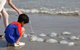 بیش ۵۵۰ مورد گزیدگی عروس دریایی در ساحل چابهار در نوروز