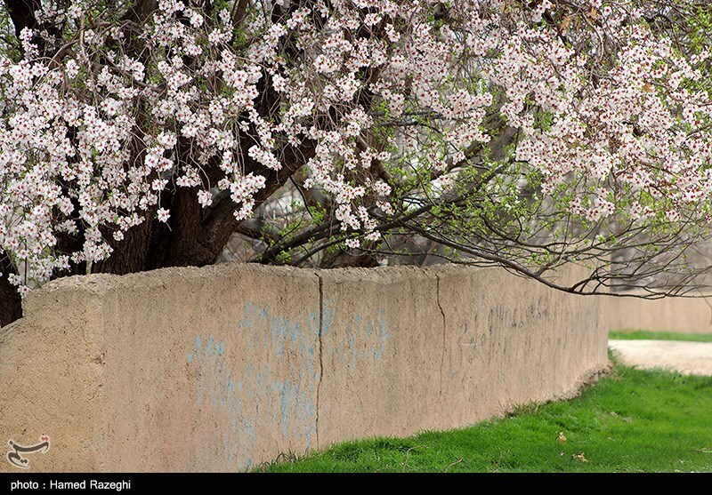 تصاویر: طبیعت بهاری ابهر