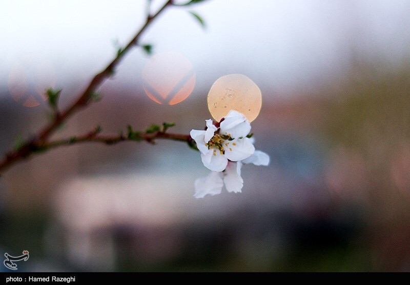 تصاویر: طبیعت بهاری ابهر