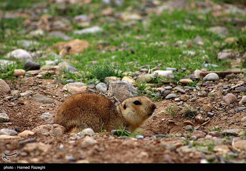تصاویر: طبیعت بهاری ابهر