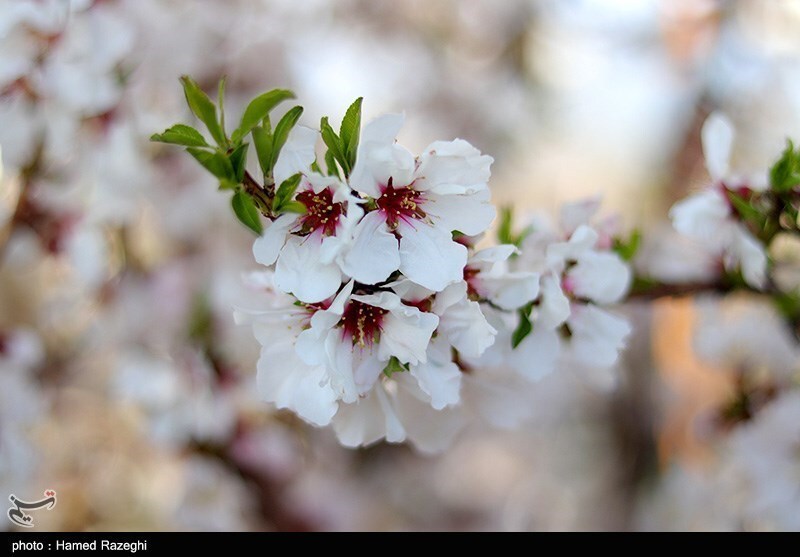تصاویر: طبیعت بهاری ابهر