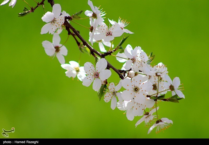 تصاویر: طبیعت بهاری ابهر