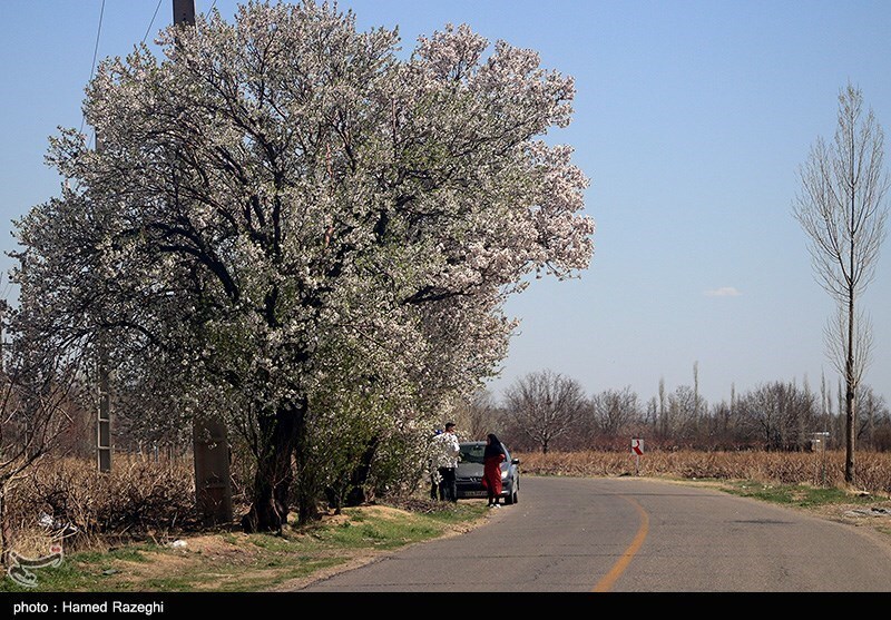 تصاویر: طبیعت بهاری ابهر