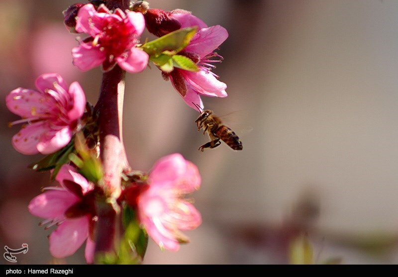تصاویر: طبیعت بهاری ابهر