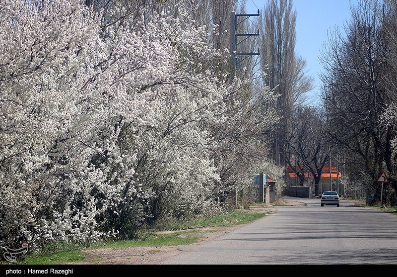 تصاویر: طبیعت بهاری ابهر
