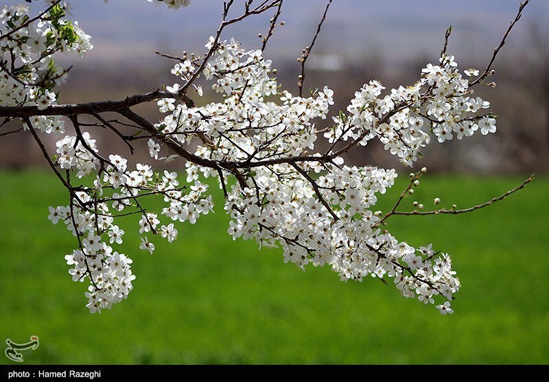 تصاویر: طبیعت بهاری ابهر