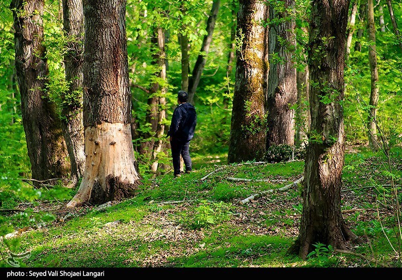 تصاویر: تحمیل مرگ بر درختان هیرکانی - مازندران