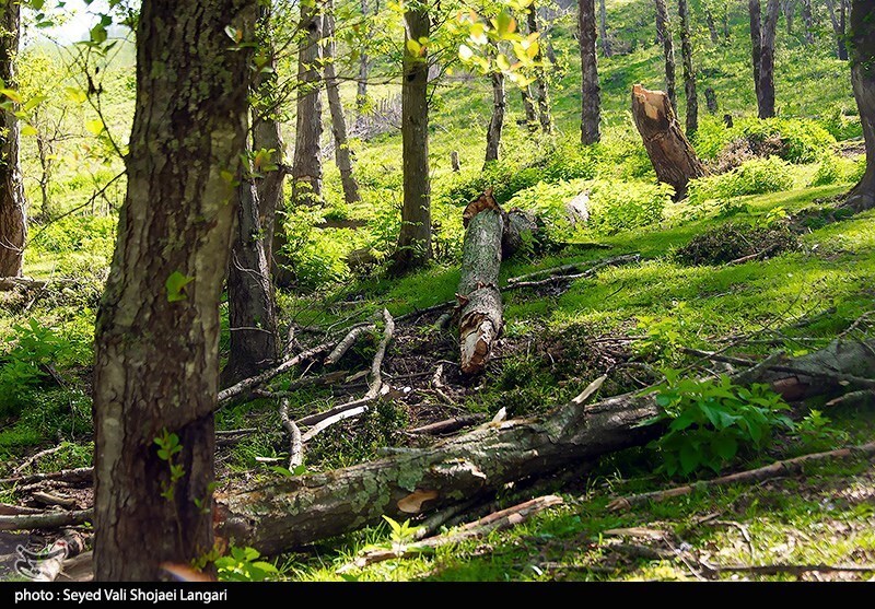 تصاویر: تحمیل مرگ بر درختان هیرکانی - مازندران
