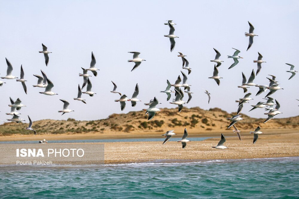 تصاویر: جزیره «مارو» کمتر شناخته‌ شده زیبا در دل خلیج فارس