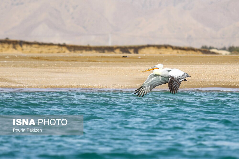 تصاویر: جزیره «مارو» کمتر شناخته‌ شده زیبا در دل خلیج فارس