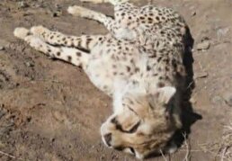 نخستین ویدیو از یوزپلنگ تلف شده در تصادف میامی
