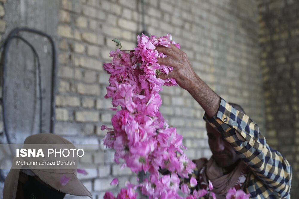 تصاویر: برداشت «گل محمدی» در میمند