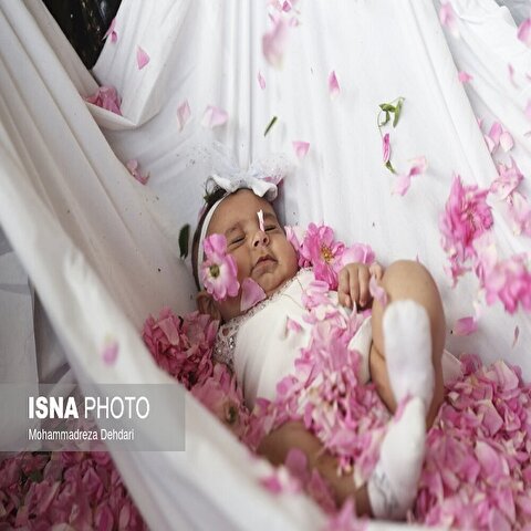 تصاویر: برداشت «گل محمدی» در میمند