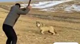 حمله گرگ به ۶ نفر در اردستان