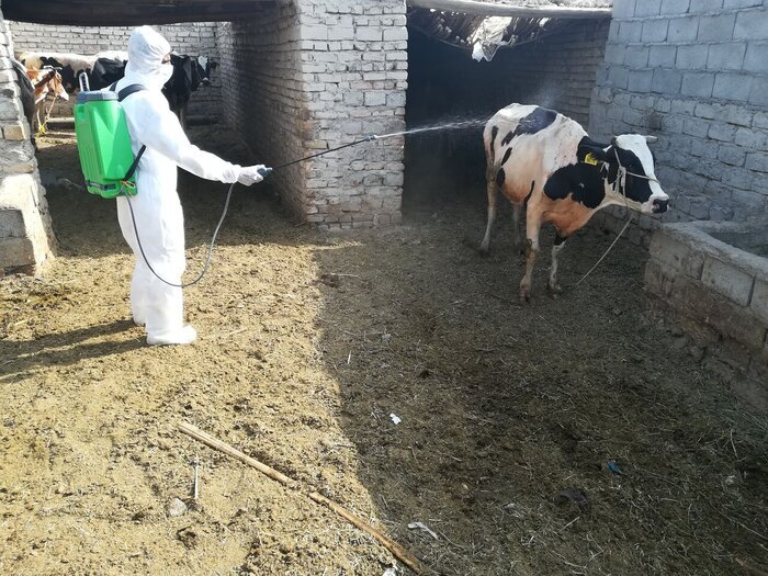 دامپزشکی: شیوع تب کریمه در مازندران/ مردم گوشت قرمز فاقد مهر و تاریخ کشتارگاهی نخرند