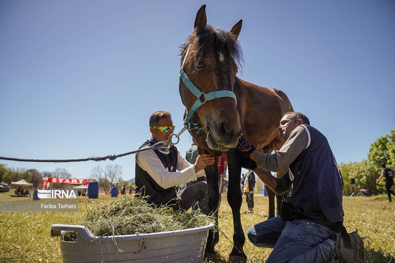 تصاویر: مسابقات سوارکاری استقامت