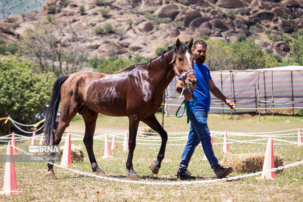 تصاویر: مسابقات سوارکاری استقامت