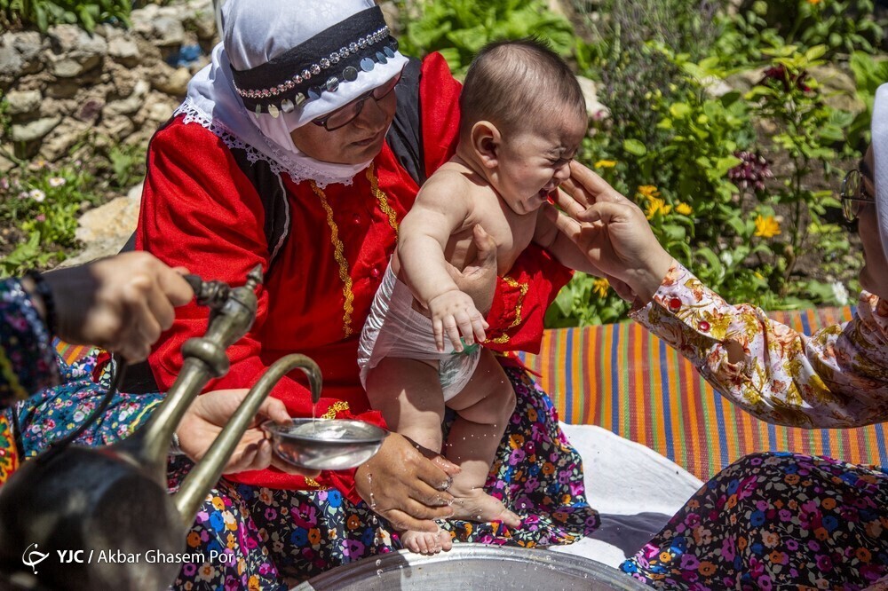 تصاویر: شادپیمایی گل محمدی و گلاب گیری در دودانگه ساری