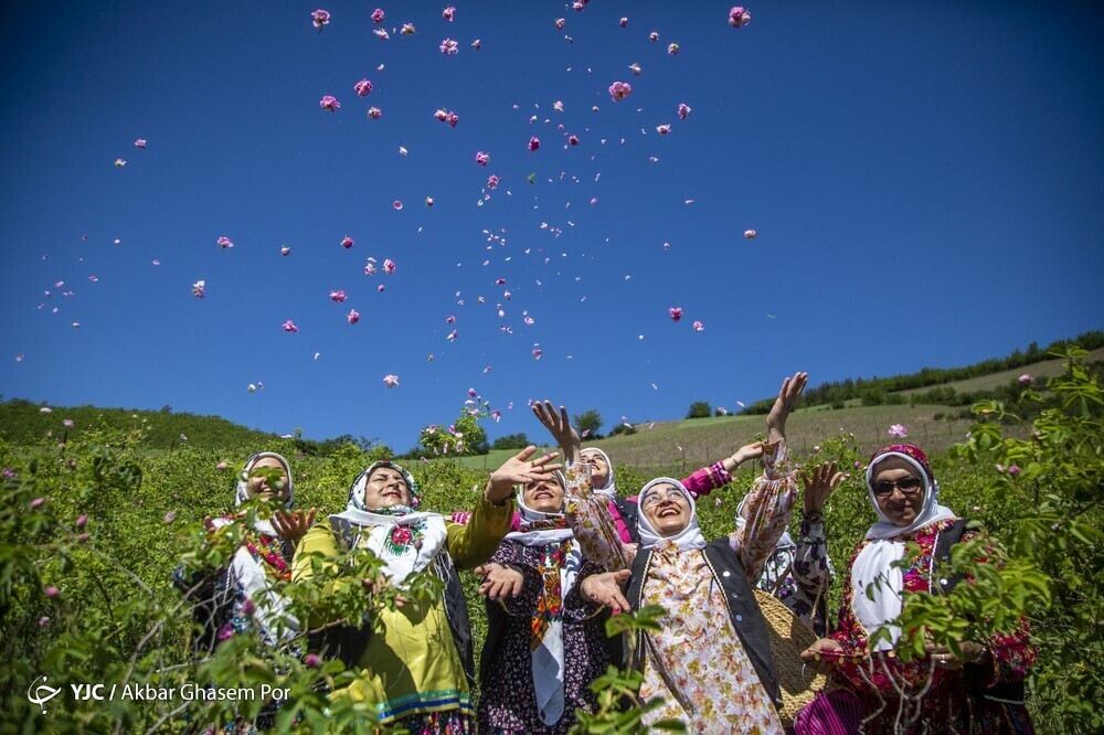 تصاویر: شادپیمایی گل محمدی و گلاب گیری در دودانگه ساری