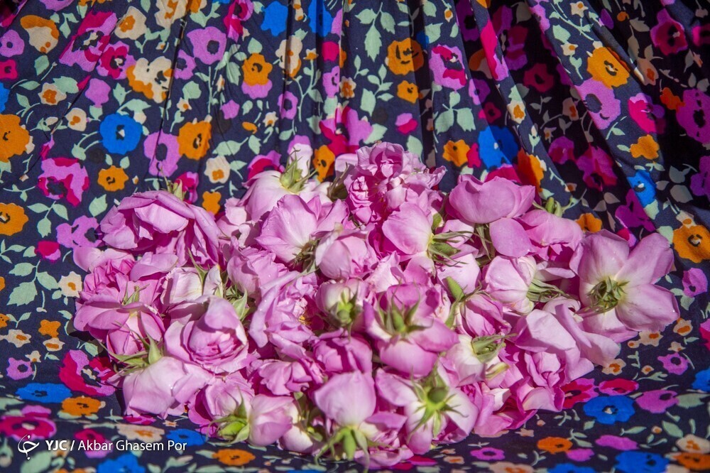 تصاویر: شادپیمایی گل محمدی و گلاب گیری در دودانگه ساری