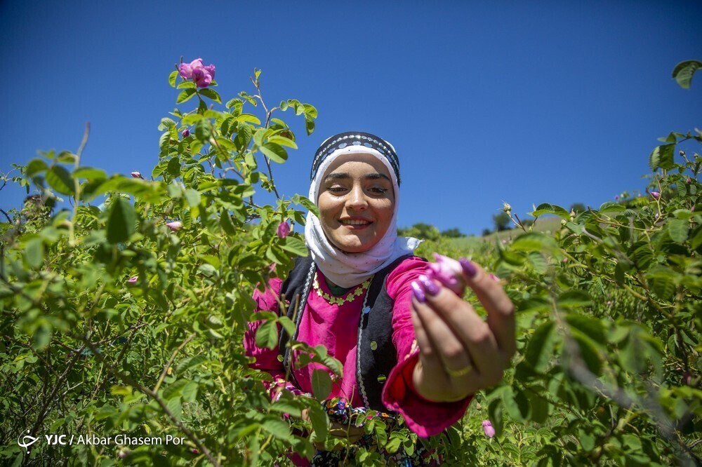 تصاویر: شادپیمایی گل محمدی و گلاب گیری در دودانگه ساری