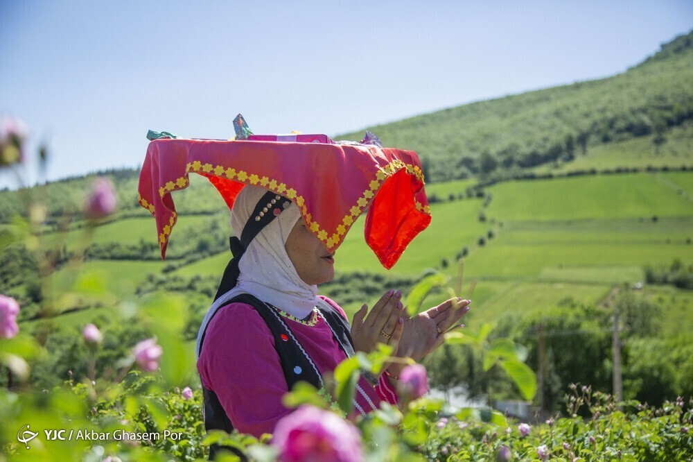 تصاویر: شادپیمایی گل محمدی و گلاب گیری در دودانگه ساری