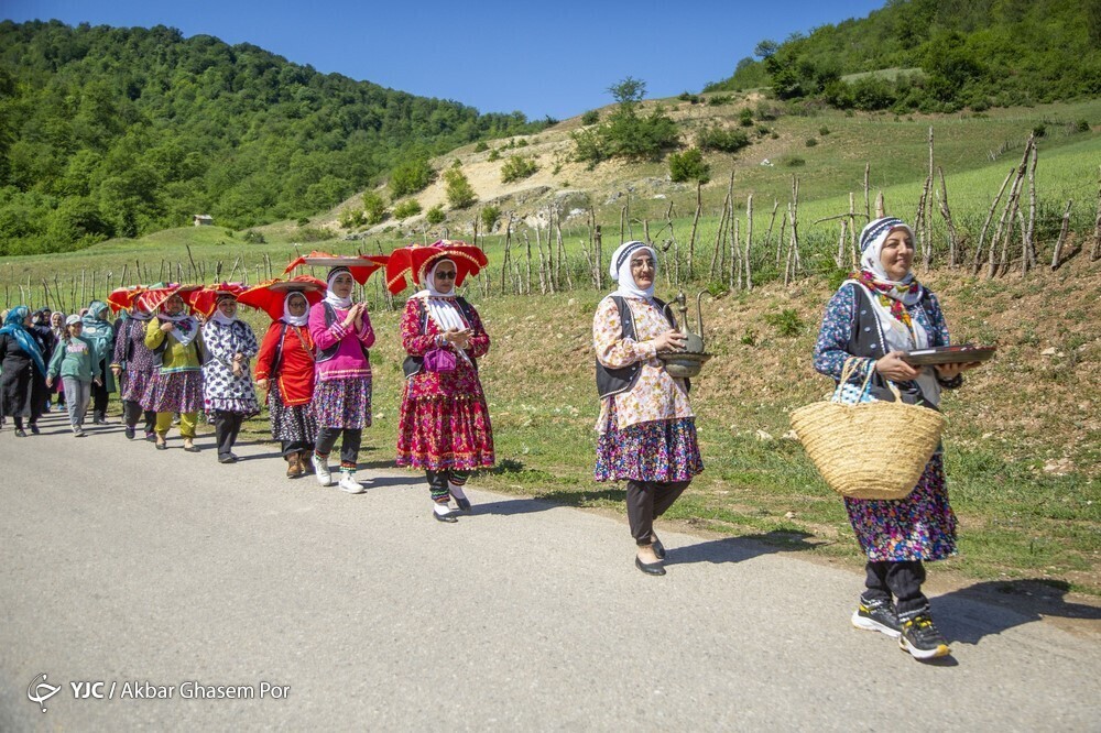 تصاویر: شادپیمایی گل محمدی و گلاب گیری در دودانگه ساری