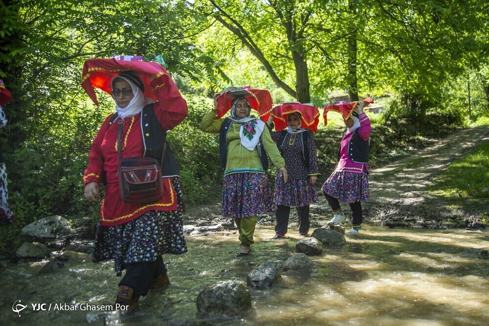 تصاویر: شادپیمایی گل محمدی و گلاب گیری در دودانگه ساری