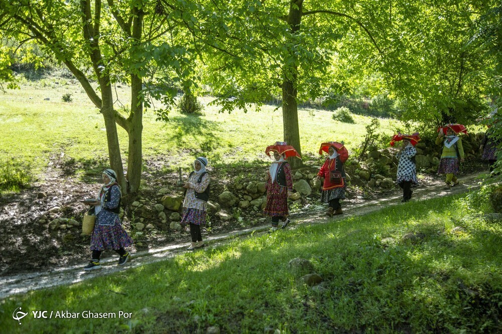 تصاویر: شادپیمایی گل محمدی و گلاب گیری در دودانگه ساری